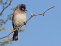 African Red-eyed Bulbul